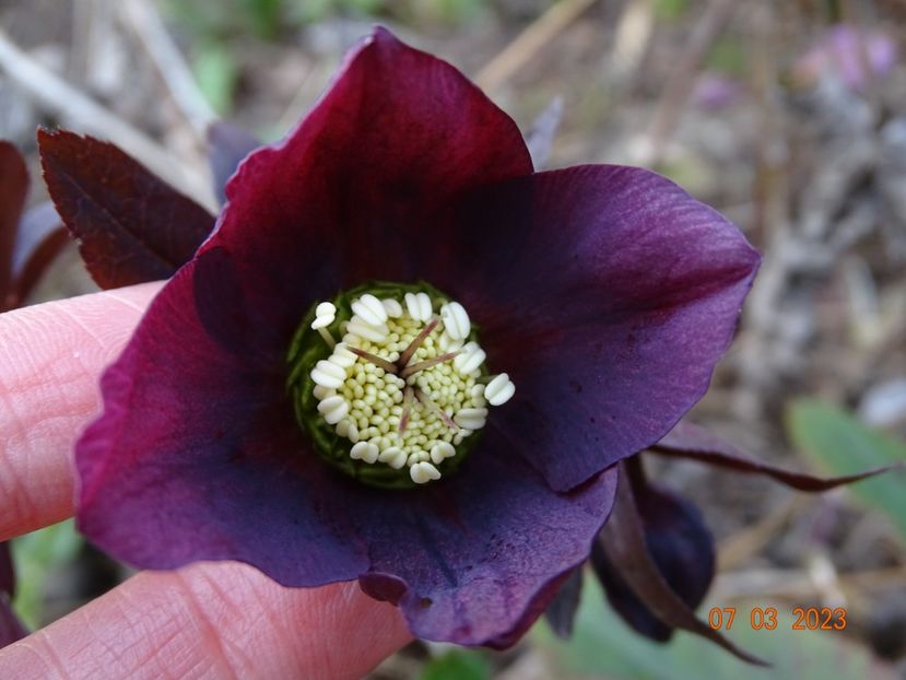 seedling - Helleborus 2023