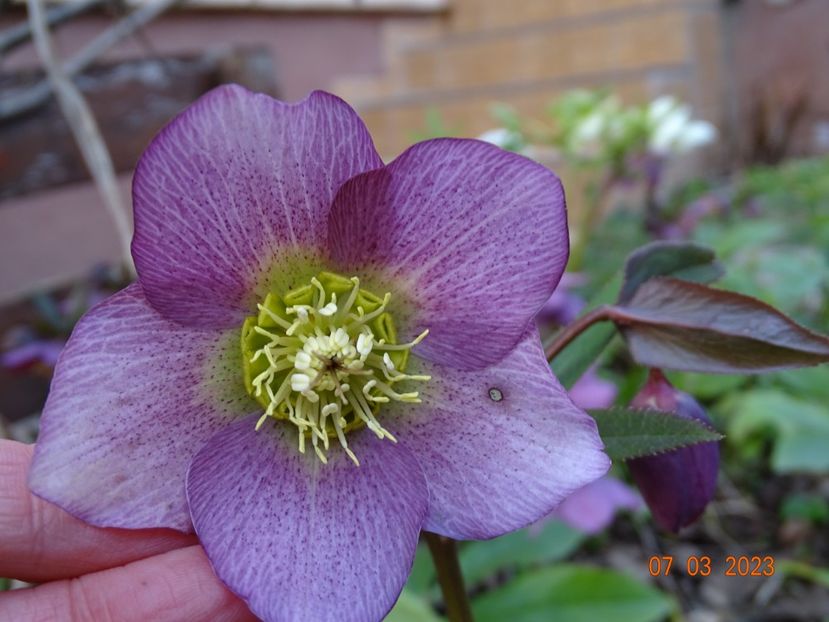 seedling - Helleborus 2023