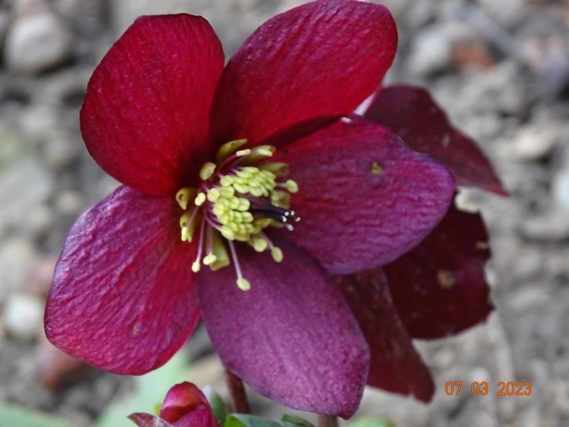 Leona - Helleborus 2023