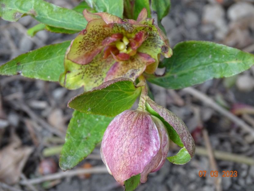 Double Ellen Yellow - Helleborus 2023
