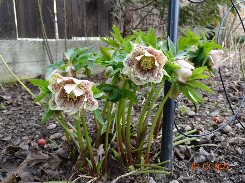 Double White Spotted - Helleborus 2023