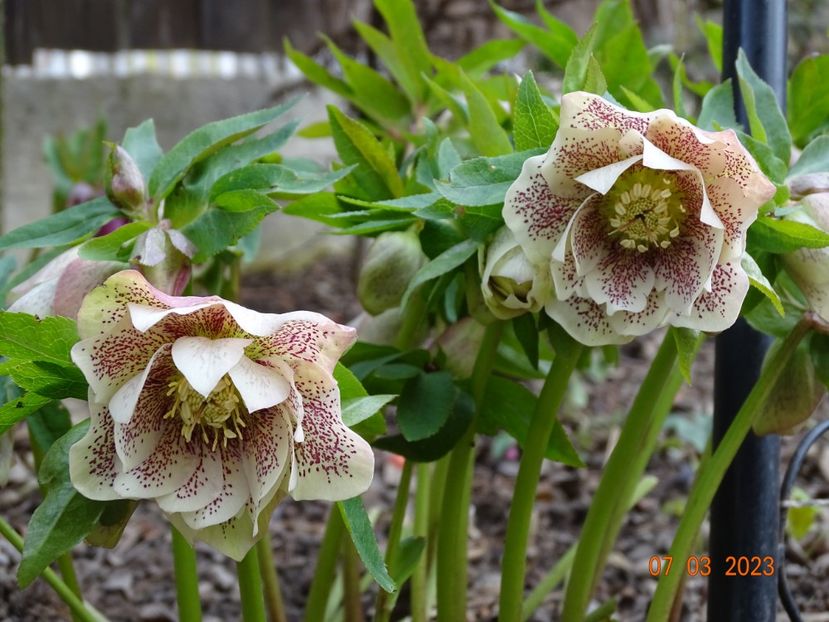 Double White Spotted - Helleborus 2023