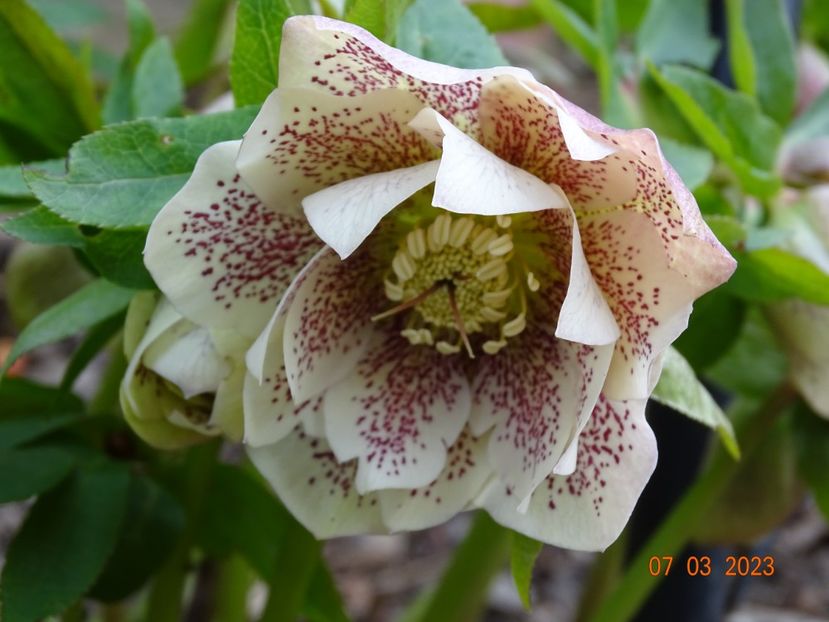 Double White Spotted - Helleborus 2023