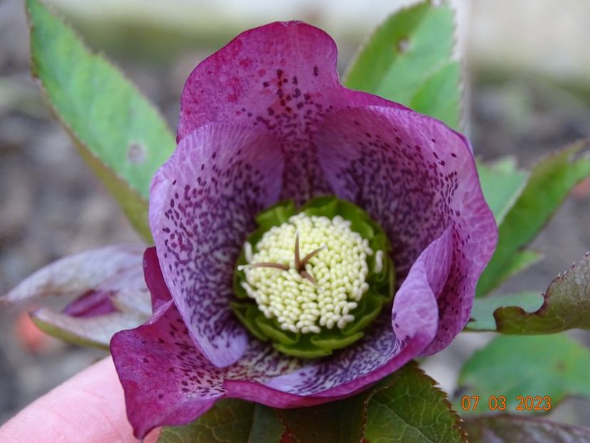 Montsegur - Helleborus 2023