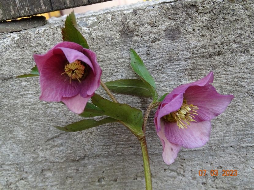 seedling - Helleborus 2023