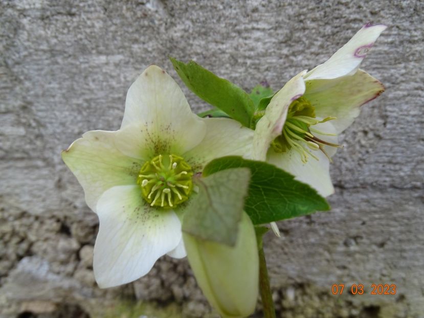 seedling - Helleborus 2023