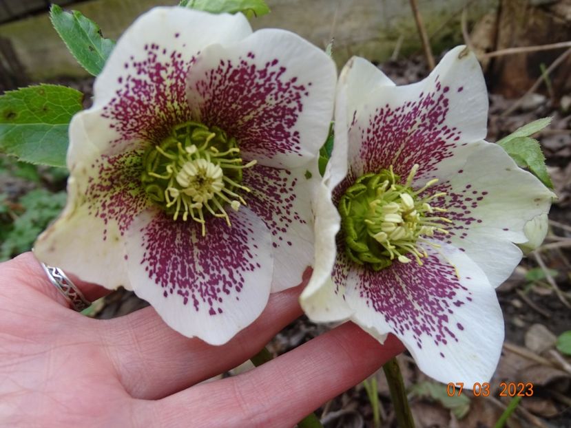 White Spotted - Helleborus 2023