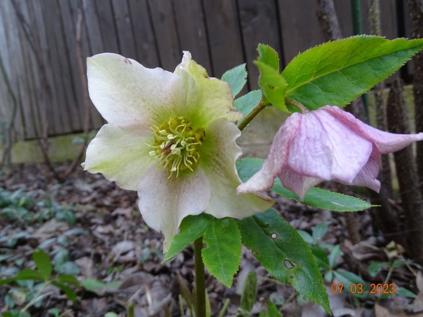 seedling - Helleborus 2023