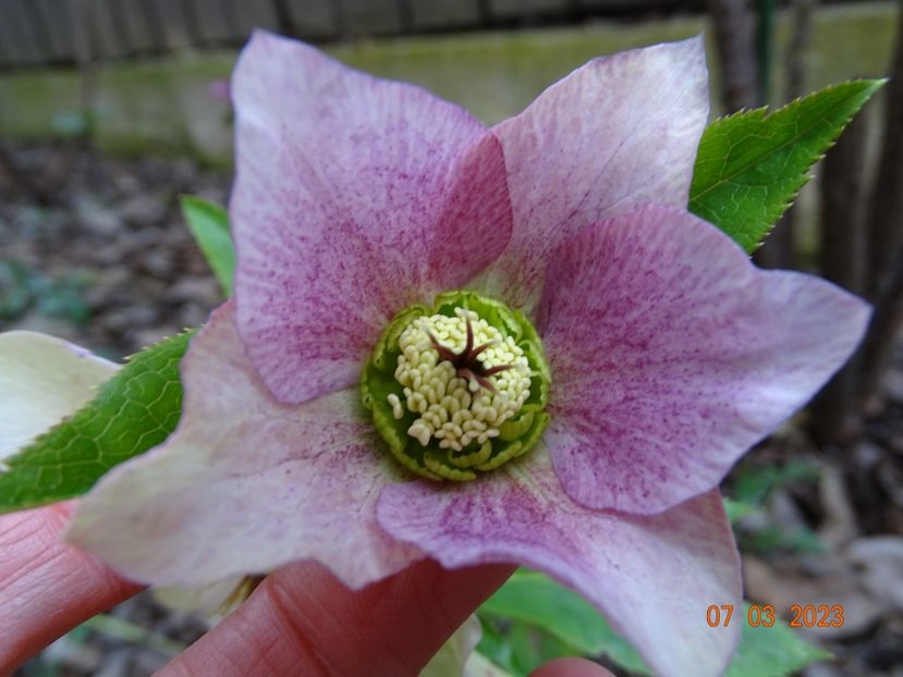 seedling - Helleborus 2023
