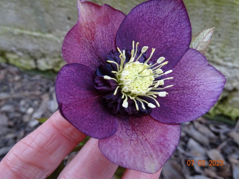 seedling anemona - Helleborus 2023