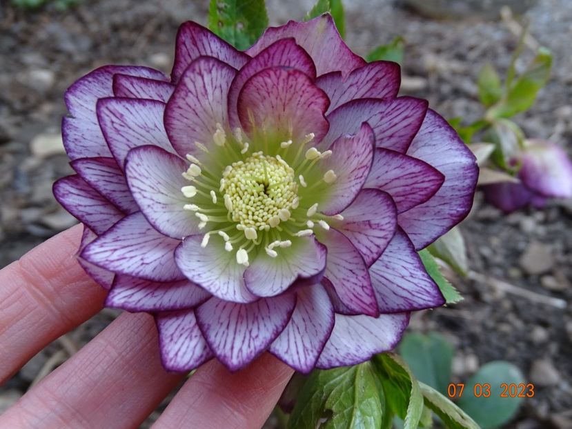 Double Ellen Picotee - Helleborus 2023