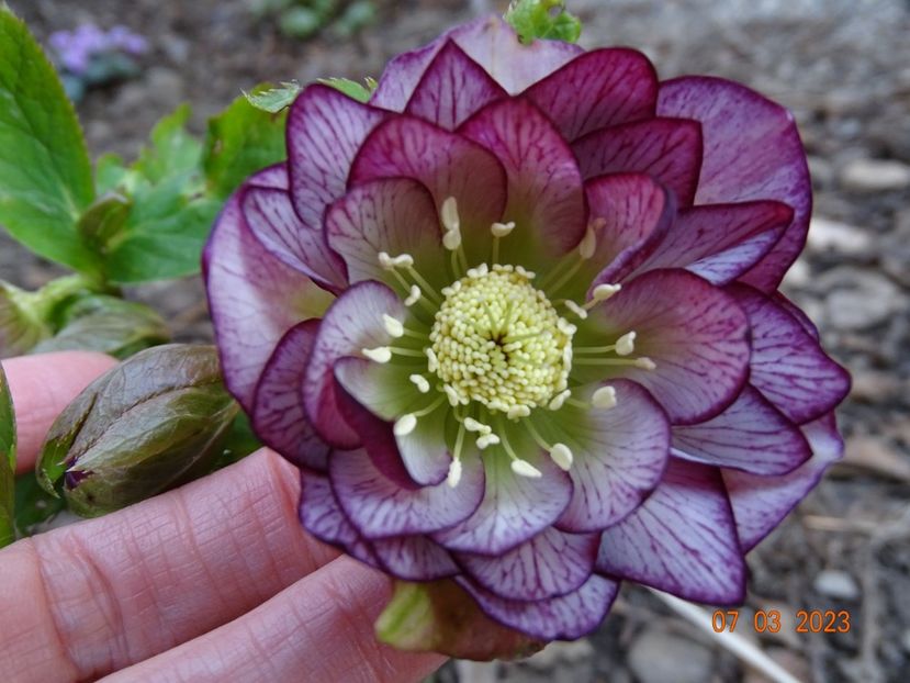 Double Ellen Picotee - Helleborus 2023