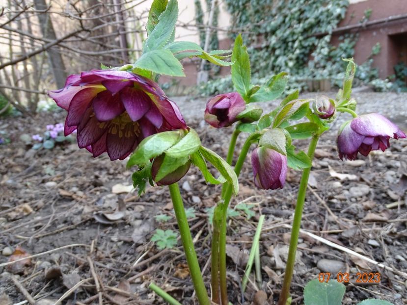 Double Ellen Picotee - Helleborus 2023