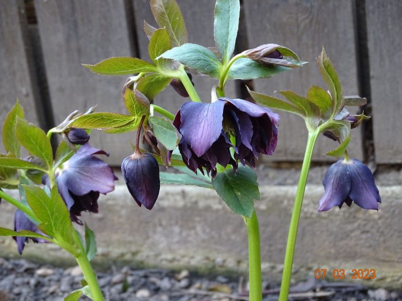Double Ellen Purple - Helleborus 2023