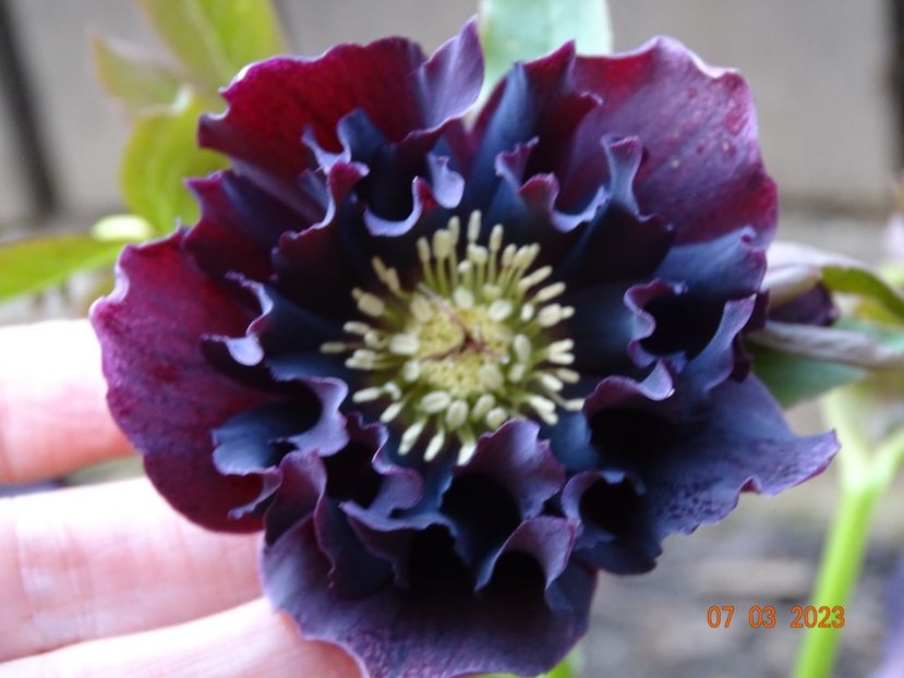 Double Ellen Purple - Helleborus 2023