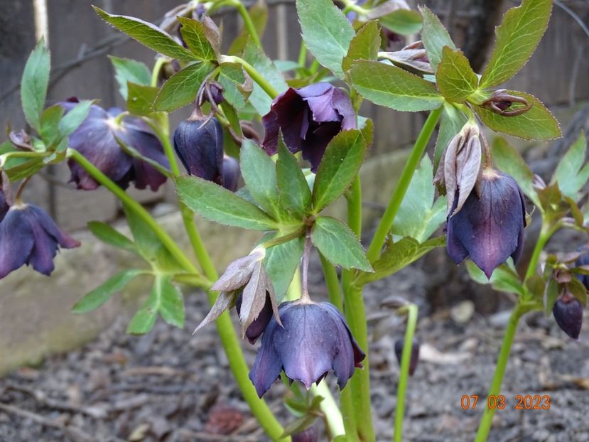 Double Ellen Purple - Helleborus 2023