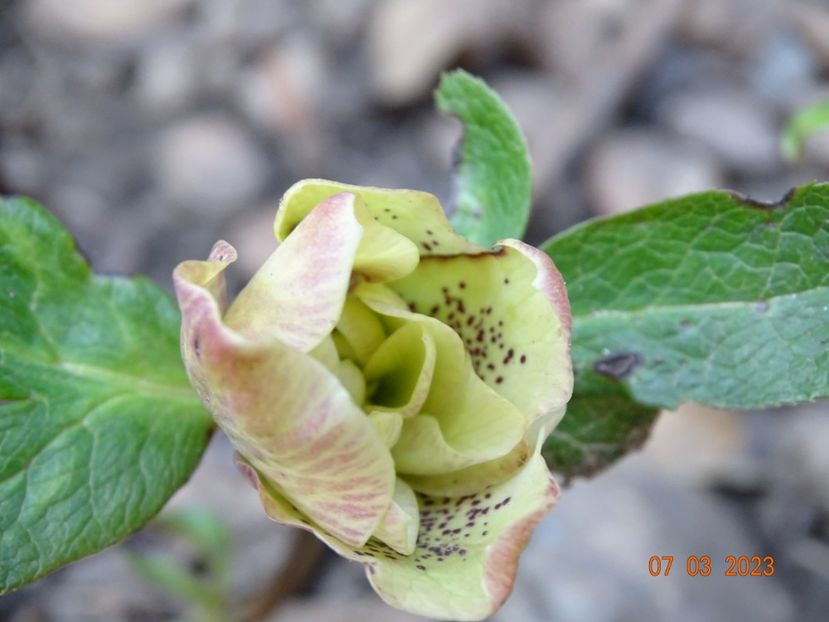 Double Ellen Yellow - Helleborus 2023