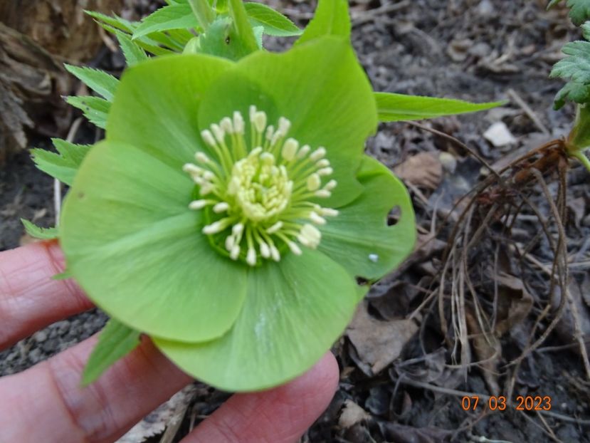 viridis - Helleborus 2023