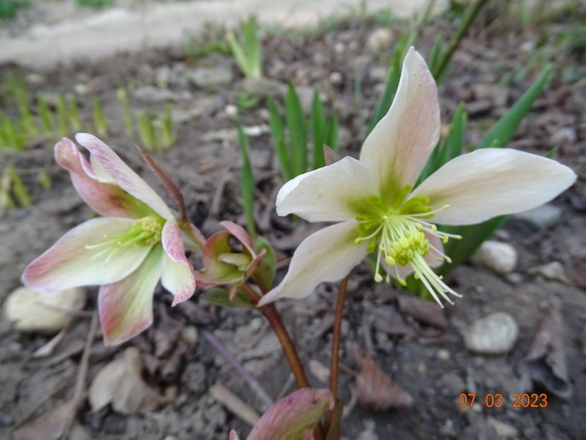 Winter Star - Helleborus 2023