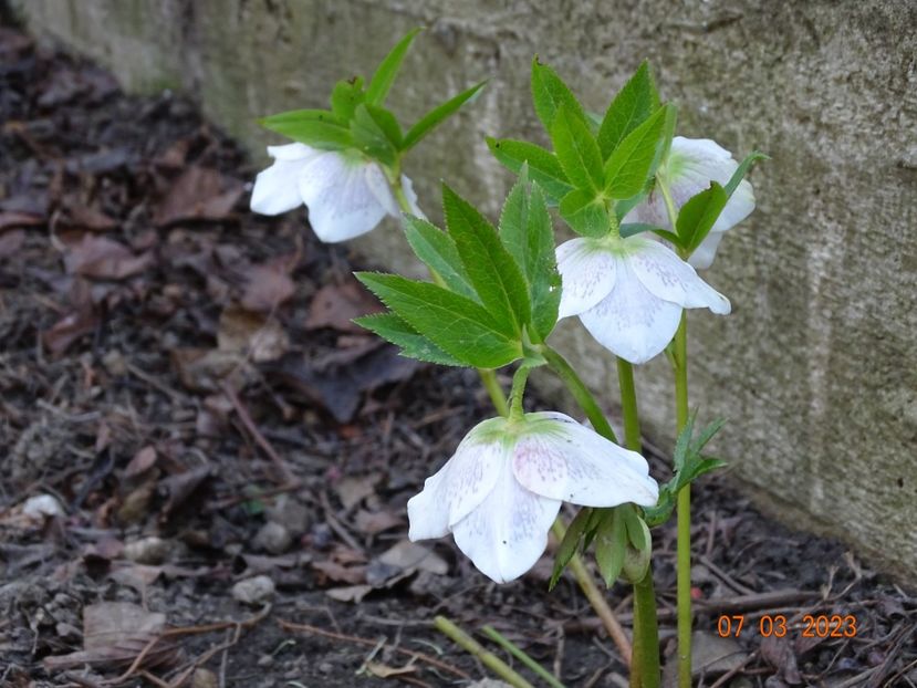 Frozen Kristoff - Helleborus 2023