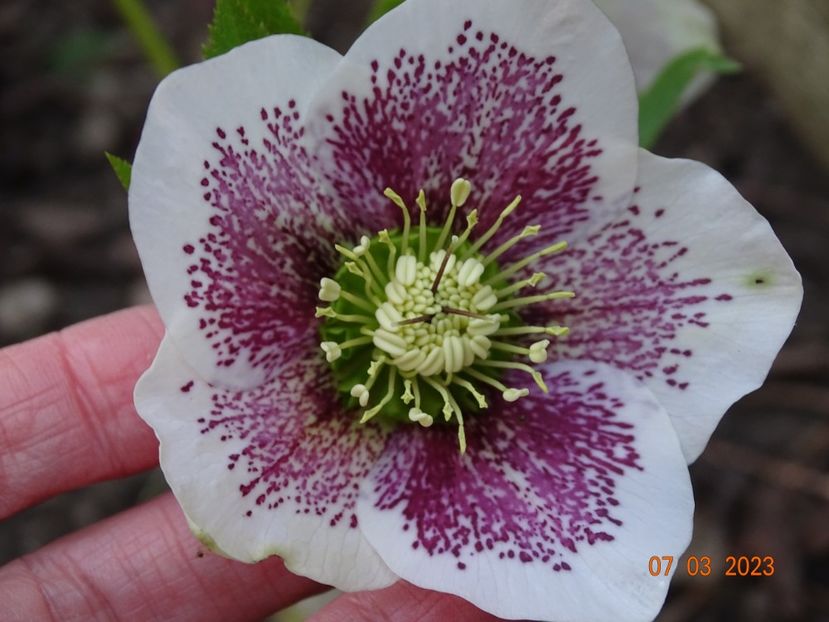 Frozen Kristoff - Helleborus 2023