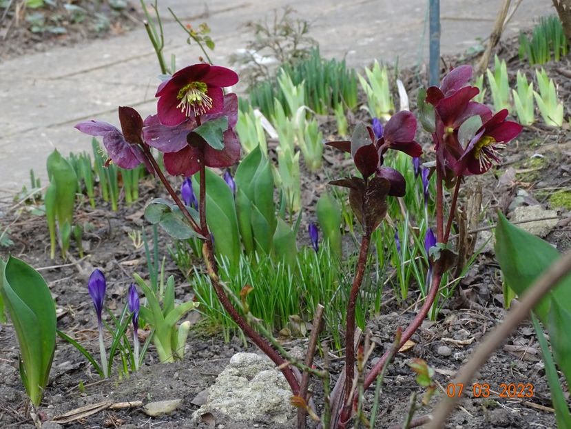 Anna's Red - Helleborus 2023