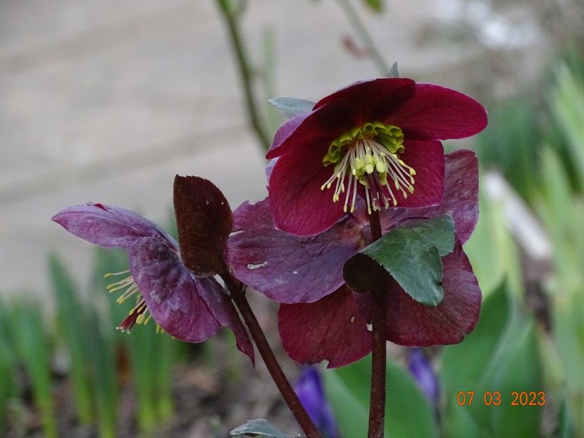 Anna's Red - Helleborus 2023