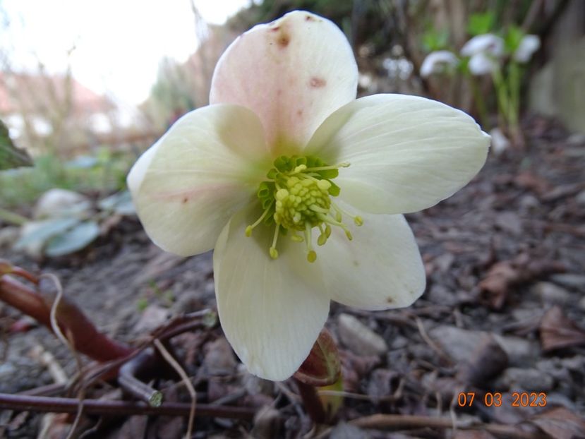 Candy Love - Helleborus 2023