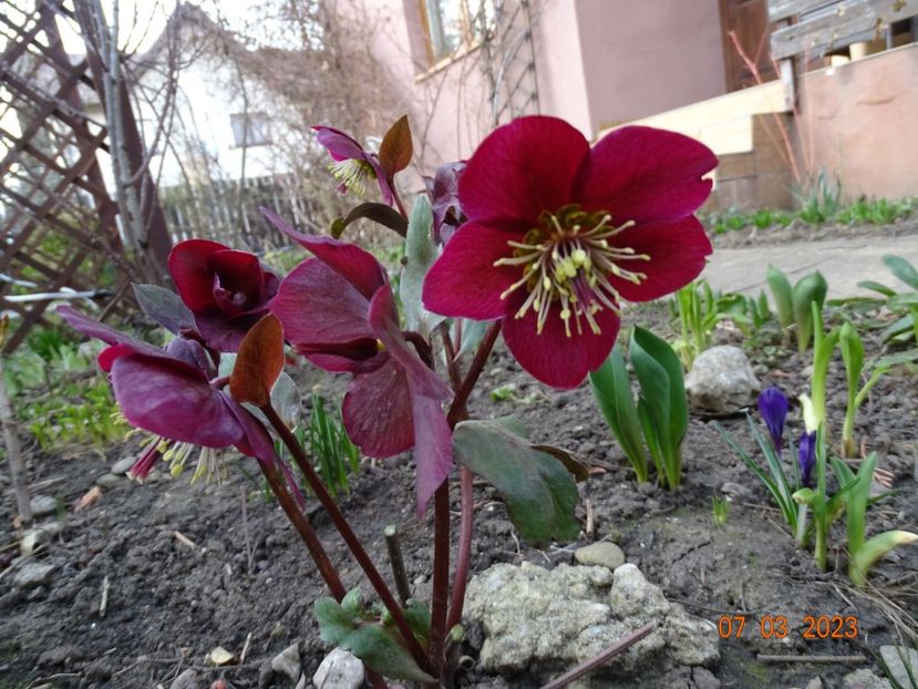 Anna's Red - Helleborus 2023