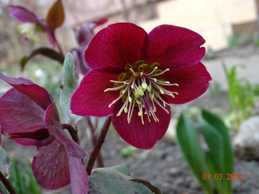 Anna's Red - Helleborus 2023