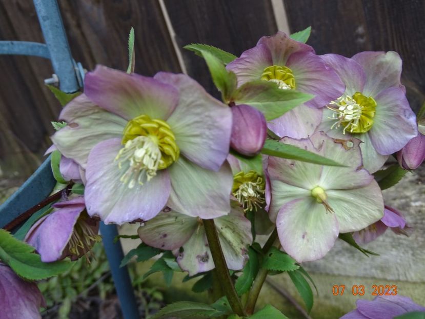 seedling - Helleborus 2023