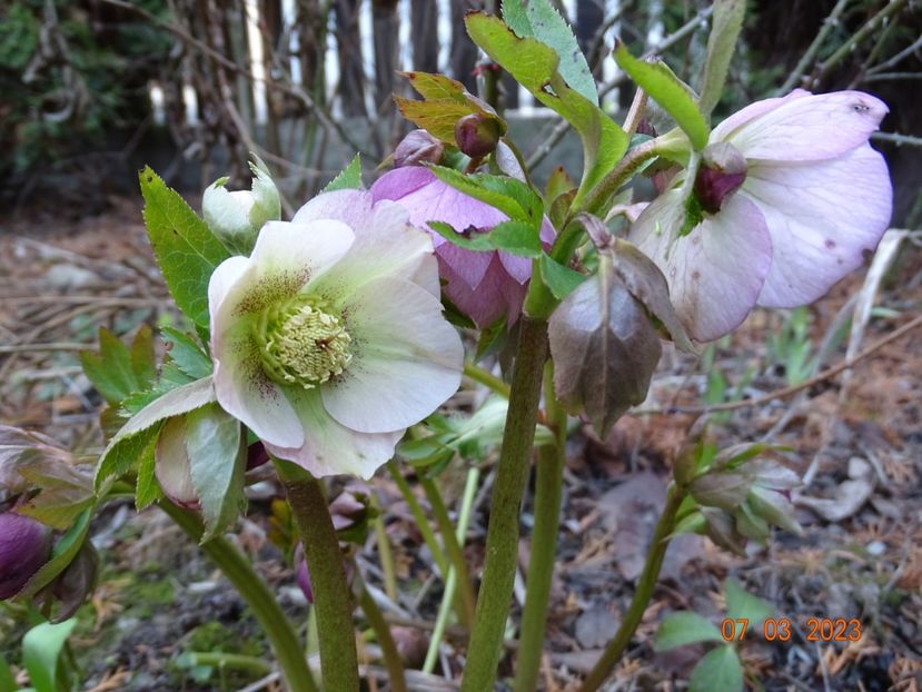 seedling - Helleborus 2023