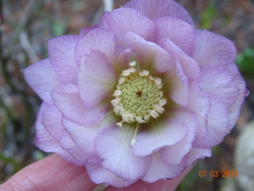 Double Ellen Pink - Helleborus 2023