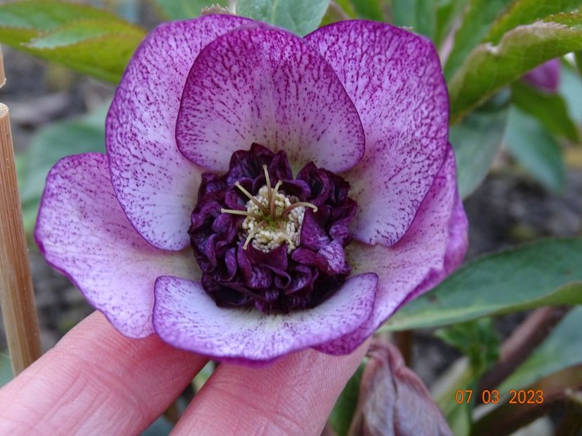 Cherry Blossom - Helleborus 2023