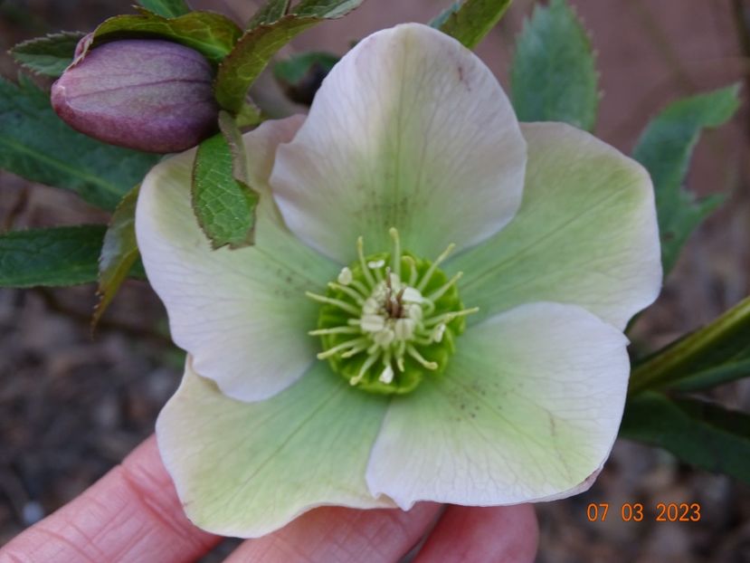 seedling - Helleborus 2023
