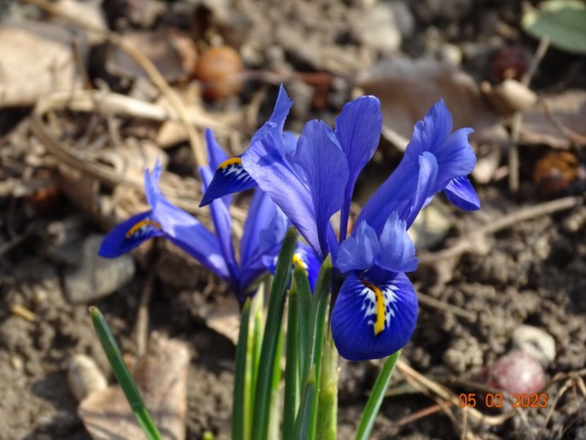 Harmony - Irisi 2023