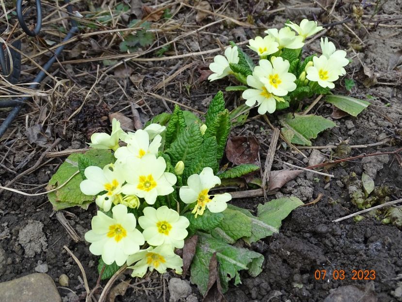 primula vulgaris - Primule 2023