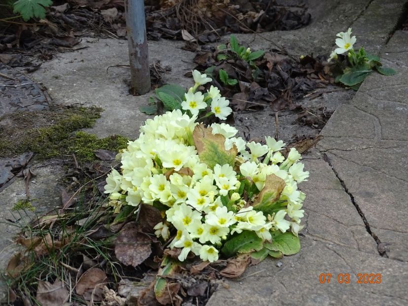 primula vulgaris - Primule 2023