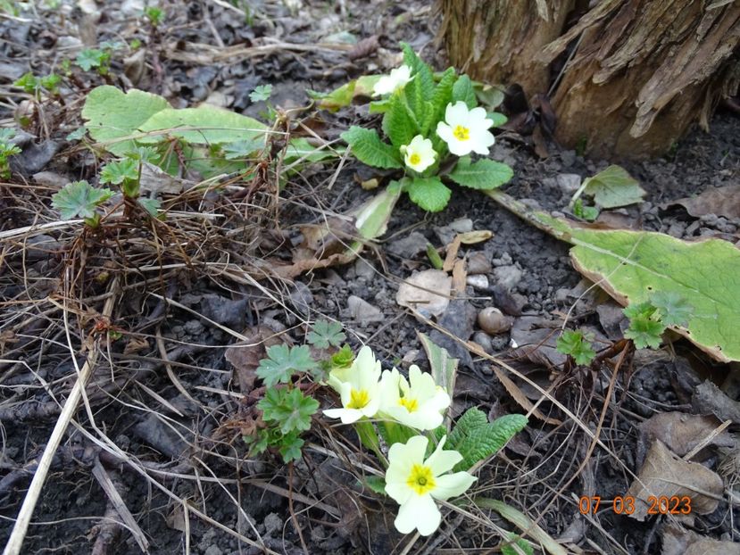 primula vulgaris - Primule 2023