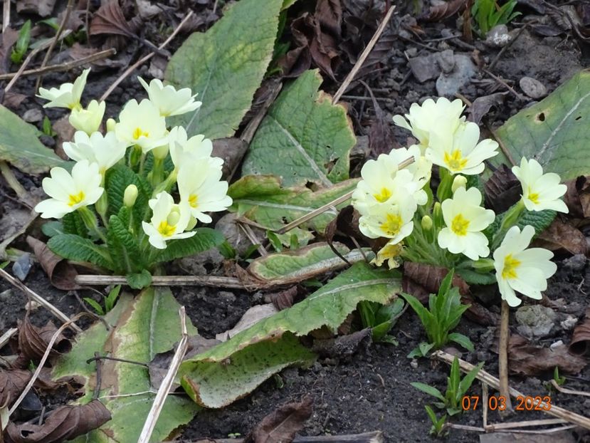 primula vulgaris - Primule 2023