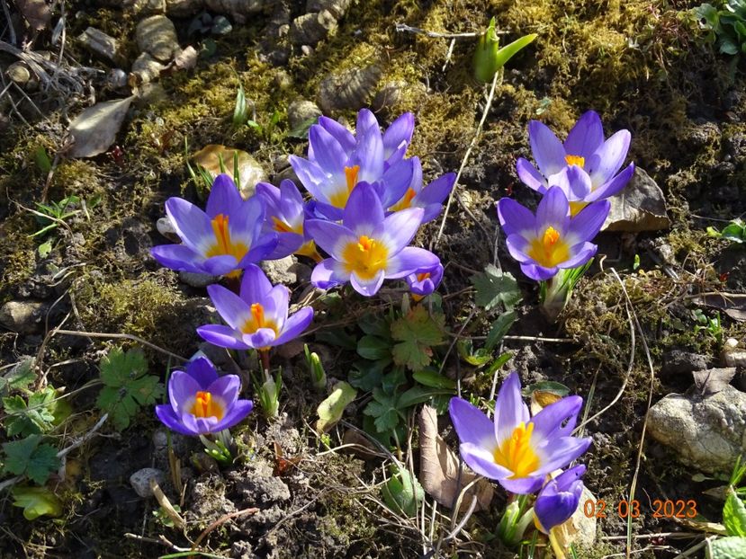 crocus Tricolor - Primavara 2023