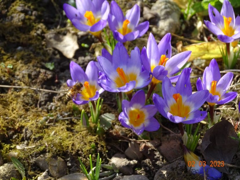 crocus Tricolor - Primavara 2023