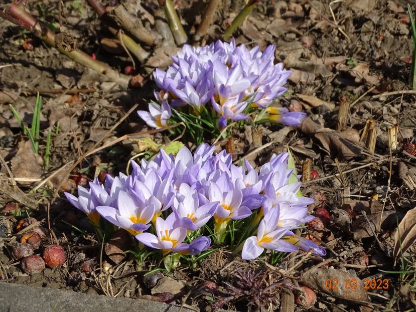 crocus Firefly - Primavara 2023