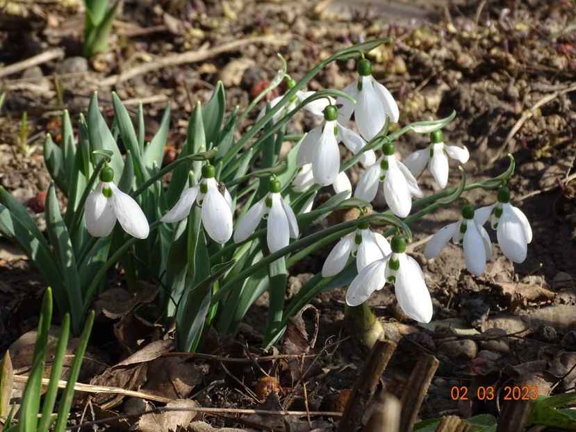 galanthus nivalis - Primavara 2023