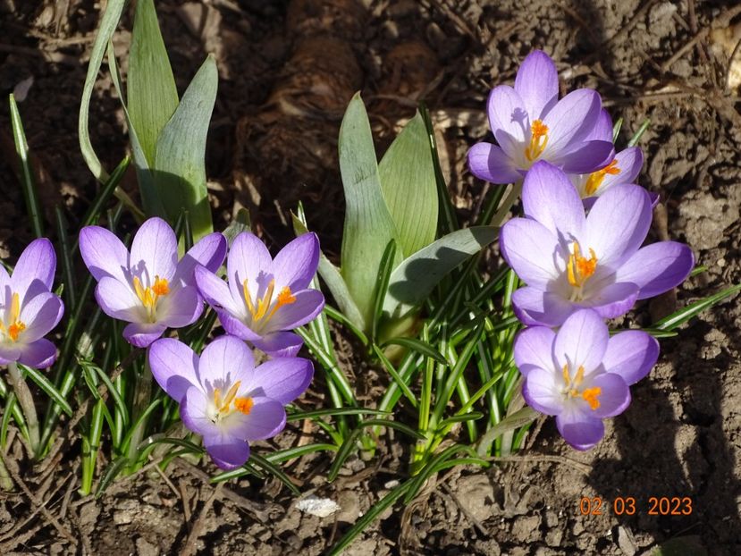 crocus Firefly - Primavara 2023