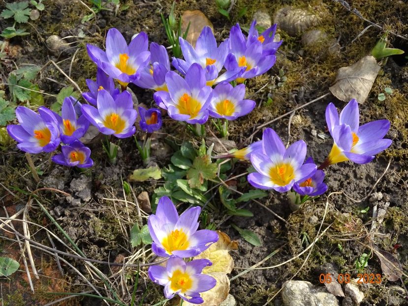 crocus Tricolor - Primavara 2023