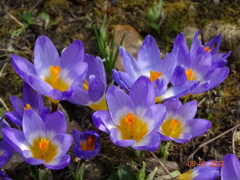 crocus Tricolor - Primavara 2023