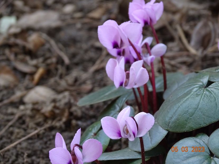 cyclamen coum Pink - Primavara 2023