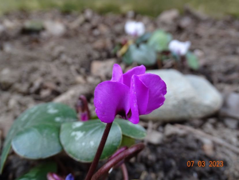 cyclamen coum Rubrum - Primavara 2023