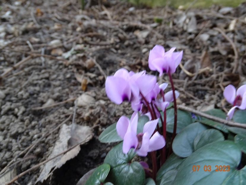 cyclamen coum Pink - Primavara 2023